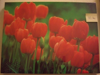 Obraz tulipány