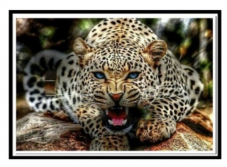 Kamínkové vyšívání Obrázek s kamínků sada diamantové vyšívání KAMÍNKY NEJSOU PO CELÉ PLOŠE gepard > 30x40cm