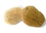 Mořská houba - velikost 7cm